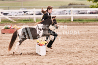 Petes Equine Photography of the draft horse hitch and mini horse competitions at the 2024 Ancaster Fair.