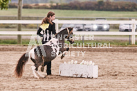 Petes Equine Photography of the draft horse hitch and mini horse competitions at the 2024 Ancaster Fair.