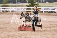 Petes Equine Photography of the draft horse hitch and mini horse competitions at the 2024 Ancaster Fair.