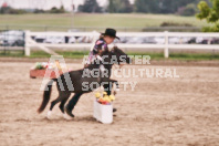 Petes Equine Photography of the draft horse hitch and mini horse competitions at the 2024 Ancaster Fair.