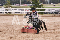 Petes Equine Photography of the draft horse hitch and mini horse competitions at the 2024 Ancaster Fair.