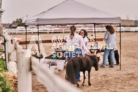 Petes Equine Photography of the draft horse hitch and mini horse competitions at the 2024 Ancaster Fair.