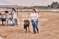 Petes Equine Photography of the draft horse hitch and mini horse competitions at the 2024 Ancaster Fair.