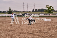 Petes Equine Photography of the draft horse hitch and mini horse competitions at the 2024 Ancaster Fair.