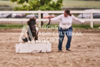 Petes Equine Photography of the draft horse hitch and mini horse competitions at the 2024 Ancaster Fair.