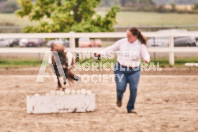 Petes Equine Photography of the draft horse hitch and mini horse competitions at the 2024 Ancaster Fair.