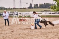 Petes Equine Photography of the draft horse hitch and mini horse competitions at the 2024 Ancaster Fair.