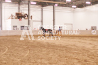 Pete's Equine Photography from the Ancaster Fair - Driving Draft Horses and Hitches in action.