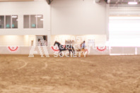 Pete's Equine Photography from the Ancaster Fair - Driving Draft Horses and Hitches in action.