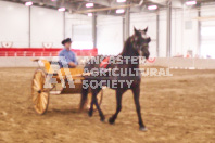 Pete's Equine Photography from the Ancaster Fair - Driving Draft Horses and Hitches in action.