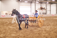 Pete's Equine Photography from the Ancaster Fair - Driving Draft Horses and Hitches in action.