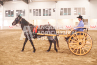 Pete's Equine Photography from the Ancaster Fair - Driving Draft Horses and Hitches in action.