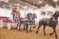 Pete's Equine Photography from the Ancaster Fair - Driving Draft Horses and Hitches in action.