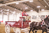 Pete's Equine Photography from the Ancaster Fair - Driving Draft Horses and Hitches in action.