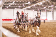 Pete's Equine Photography from the Ancaster Fair - Driving Draft Horses and Hitches in action.