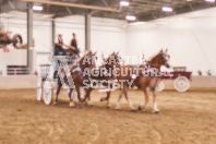 Pete's Equine Photography from the Ancaster Fair - Driving Draft Horses and Hitches in action.