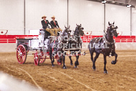 Pete's Equine Photography from the Ancaster Fair - Driving Draft Horses and Hitches in action.