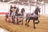 Pete's Equine Photography from the Ancaster Fair - Driving Draft Horses and Hitches in action.