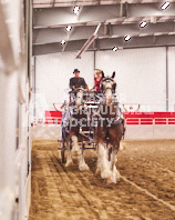 Pete's Equine Photography from the Ancaster Fair - Driving Draft Horses and Hitches in action.