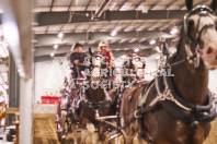 Pete's Equine Photography from the Ancaster Fair - Driving Draft Horses and Hitches in action.