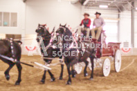 Pete's Equine Photography from the Ancaster Fair - Driving Draft Horses and Hitches in action.