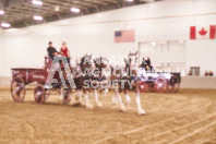 Pete's Equine Photography from the Ancaster Fair - Driving Draft Horses and Hitches in action.