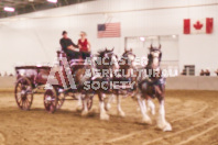 Pete's Equine Photography from the Ancaster Fair - Driving Draft Horses and Hitches in action.