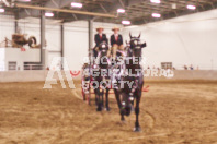 Pete's Equine Photography from the Ancaster Fair - Driving Draft Horses and Hitches in action.