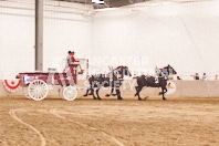 Pete's Equine Photography from the Ancaster Fair - Driving Draft Horses and Hitches in action.