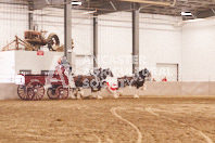 Pete's Equine Photography from the Ancaster Fair - Driving Draft Horses and Hitches in action.