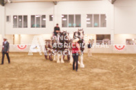 Pete's Equine Photography from the Ancaster Fair - Driving Draft Horses and Hitches in action.