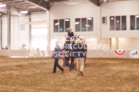 Pete's Equine Photography from the Ancaster Fair - Driving Draft Horses and Hitches in action.