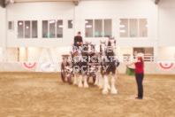 Pete's Equine Photography from the Ancaster Fair - Driving Draft Horses and Hitches in action.