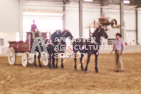 Pete's Equine Photography from the Ancaster Fair - Driving Draft Horses and Hitches in action.