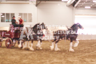 Pete's Equine Photography from the Ancaster Fair - Driving Draft Horses and Hitches in action.