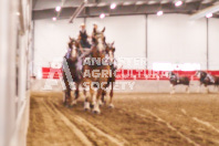 Pete's Equine Photography from the Ancaster Fair - Driving Draft Horses and Hitches in action.