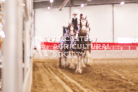 Pete's Equine Photography from the Ancaster Fair - Driving Draft Horses and Hitches in action.