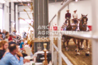 Pete's Equine Photography from the Ancaster Fair - Driving Draft Horses and Hitches in action.