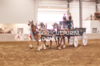 Pete's Equine Photography from the Ancaster Fair - Driving Draft Horses and Hitches in action.