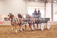 Pete's Equine Photography from the Ancaster Fair - Driving Draft Horses and Hitches in action.