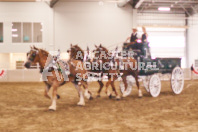 Pete's Equine Photography from the Ancaster Fair - Driving Draft Horses and Hitches in action.