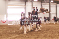 Pete's Equine Photography from the Ancaster Fair - Driving Draft Horses and Hitches in action.