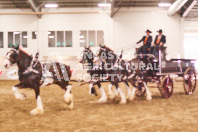 Pete's Equine Photography from the Ancaster Fair - Driving Draft Horses and Hitches in action.