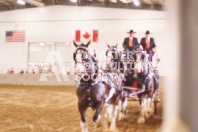 Pete's Equine Photography from the Ancaster Fair - Driving Draft Horses and Hitches in action.