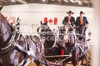 Pete's Equine Photography from the Ancaster Fair - Driving Draft Horses and Hitches in action.