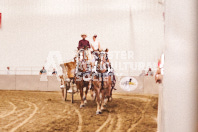 Pete's Equine Photography from the Ancaster Fair - Driving Draft Horses and Hitches in action.