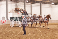 Pete's Equine Photography from the Ancaster Fair - Driving Draft Horses and Hitches in action.