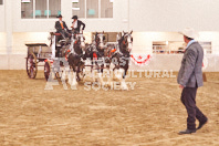 Pete's Equine Photography from the Ancaster Fair - Driving Draft Horses and Hitches in action.