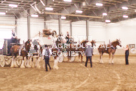 Pete's Equine Photography from the Ancaster Fair - Driving Draft Horses and Hitches in action.