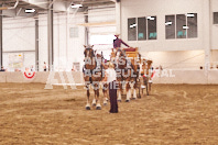 Pete's Equine Photography from the Ancaster Fair - Driving Draft Horses and Hitches in action.